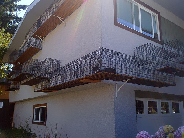 Outdoor cat enclosure attached to a house exterior, showcasing an amazing house design idea for pet safety and space. Outdoor cat enclosure attached to a house exterior, showcasing an amazing house design idea for pet safety and space.
