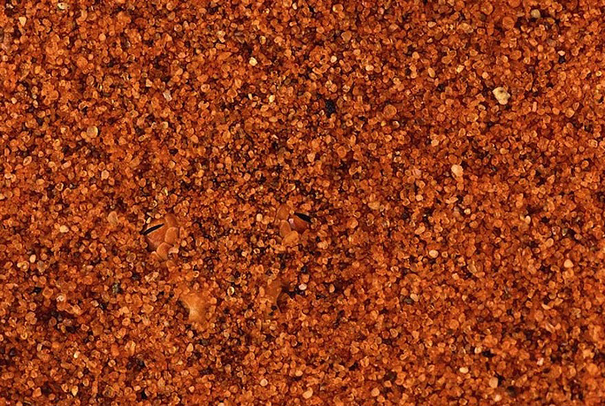 Can You Spot the Hidden Animals in These Photos by Art Wolfe?