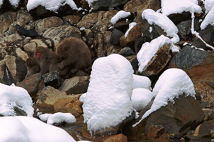 Can You Spot the Hidden Animals in These Photos by Art Wolfe?
