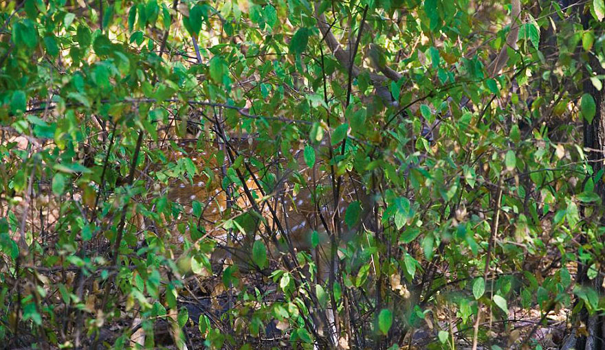 Can You Spot the Hidden Animals in These Photos by Art Wolfe?