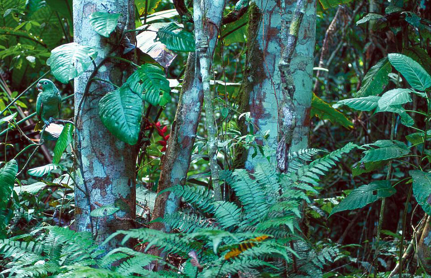 Can You Spot the Hidden Animals in These Photos by Art Wolfe?