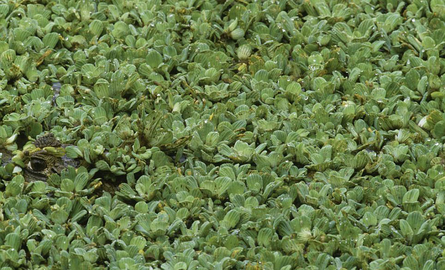 Can You Spot the Hidden Animals in These Photos by Art Wolfe?