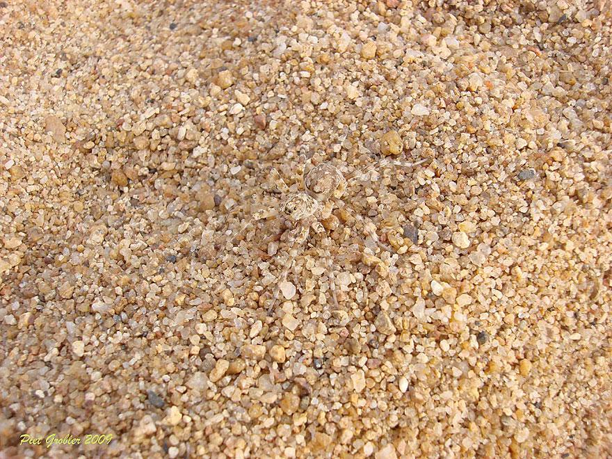 20 Amazing Examples of Animal Camouflage 20 Amazing Examples of Animal Camouflage