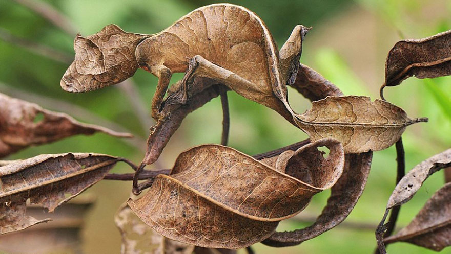 20 Amazing Examples of Animal Camouflage 20 Amazing Examples of Animal Camouflage