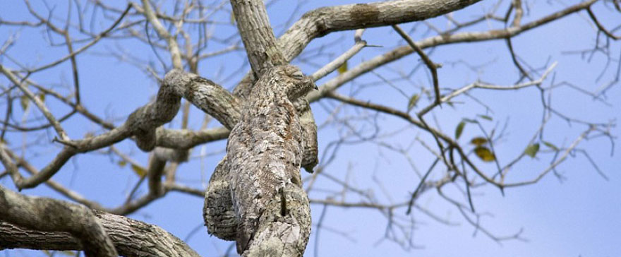 20 Amazing Examples of Animal Camouflage 20 Amazing Examples of Animal Camouflage