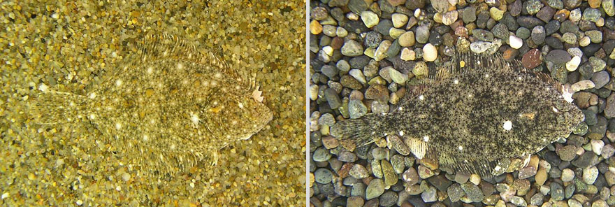 20 Amazing Examples of Animal Camouflage 20 Amazing Examples of Animal Camouflage