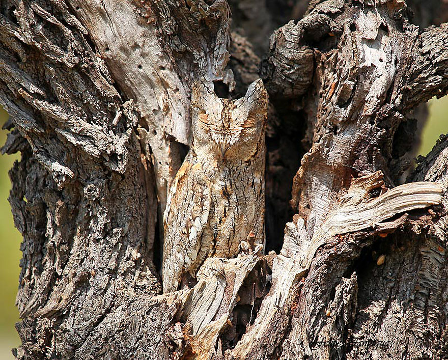 20 Amazing Examples of Animal Camouflage