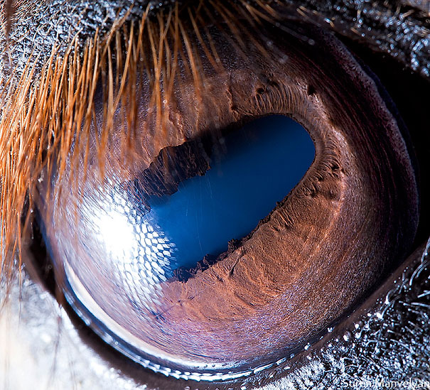 Extreme Close-Ups of Animal Eyes Extreme Close-Ups of Animal Eyes