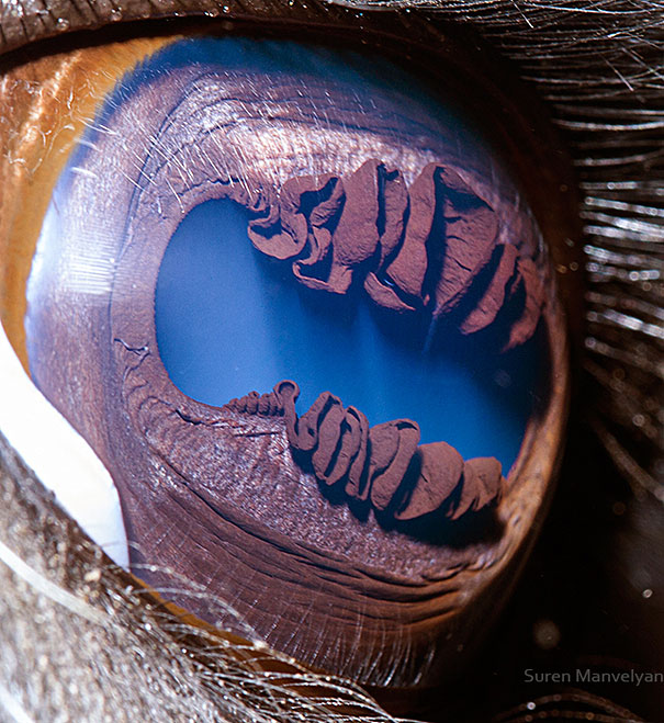Extreme Close-Ups of the Human Eye Extreme Close-Ups of the Human Eye