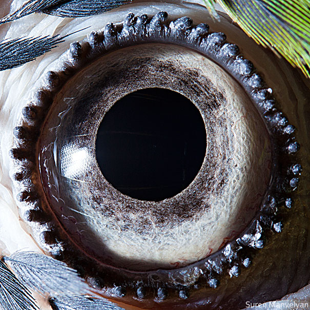 Extreme Close-Ups of Animal Eyes Extreme Close-Ups of Animal Eyes