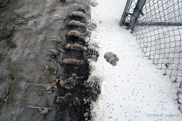 Animal Footprint Shoes by Maskull Lasserre