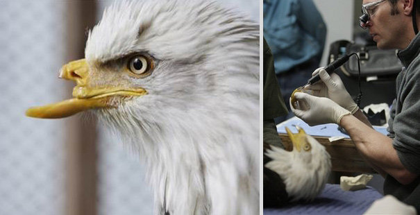 8 Heartbreaking Stories of Animal Prosthetics