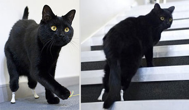 8 Heartbreaking Stories of Animal Prosthetics