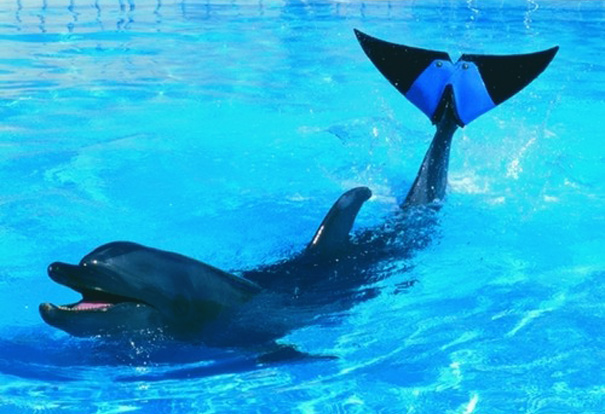 8 Heartbreaking Stories of Animal Prosthetics