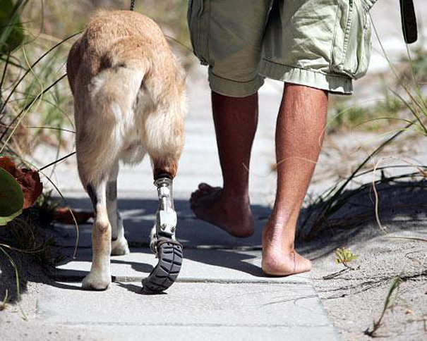 8 Heartbreaking Stories of Animal Prosthetics