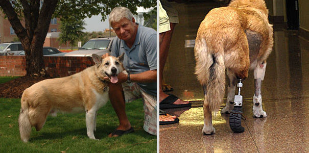 8 Heartbreaking Stories of Animal Prosthetics