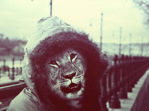 Animals Dressed As People By Cristoph Meyer Animals Dressed As People By Cristoph Meyer