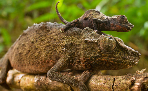 34 Animals With Their Adorable Mini-Me Counterparts