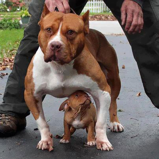 34 Animals With Their Adorable Mini-Me Counterparts