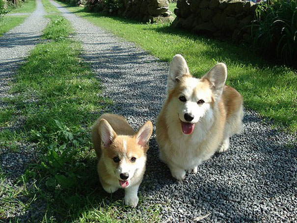 34 Animals With Their Adorable Mini-Me Counterparts