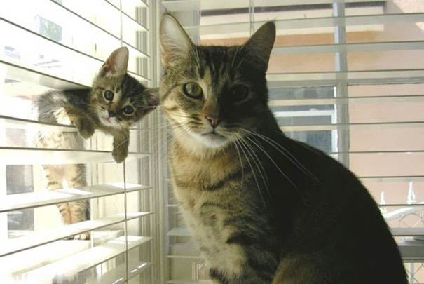 34 Animals With Their Adorable Mini-Me Counterparts