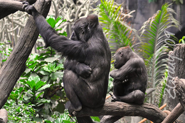 34 Animals With Their Adorable Mini-Me Counterparts