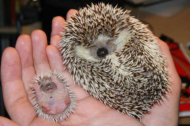34 Animals With Their Adorable Mini-Me Counterparts