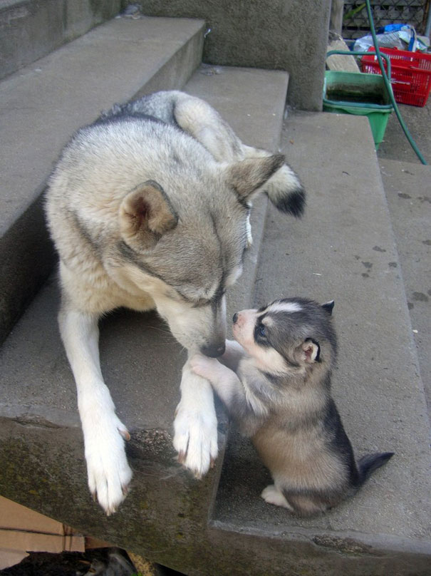 34 Animals With Their Adorable Mini-Me Counterparts