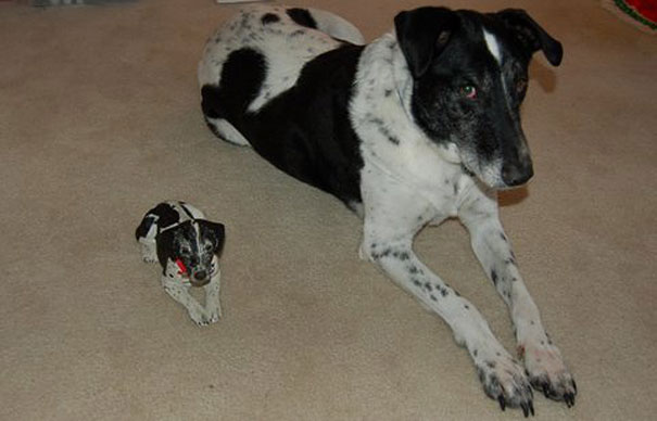 34 Animals With Their Adorable Mini-Me Counterparts 34 Animals With Their Adorable Mini-Me Counterparts