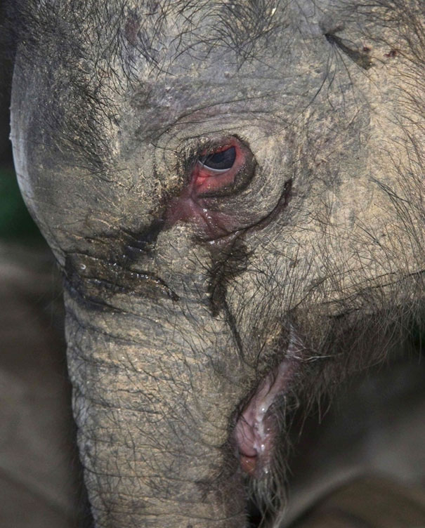 Baby Elephant Cries Uncontrollably After His Mother Rejects Him