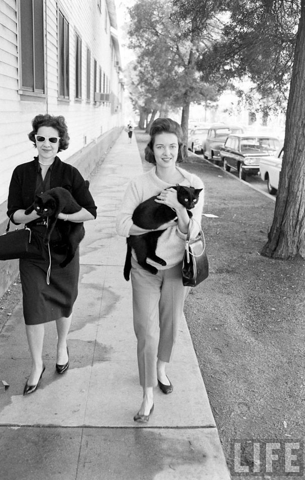 Black Cat Auditions in Hollywood (1961)