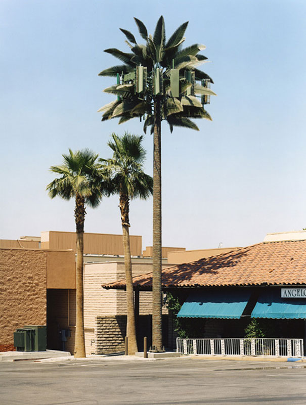 Cell Phone Towers Disguised as Trees