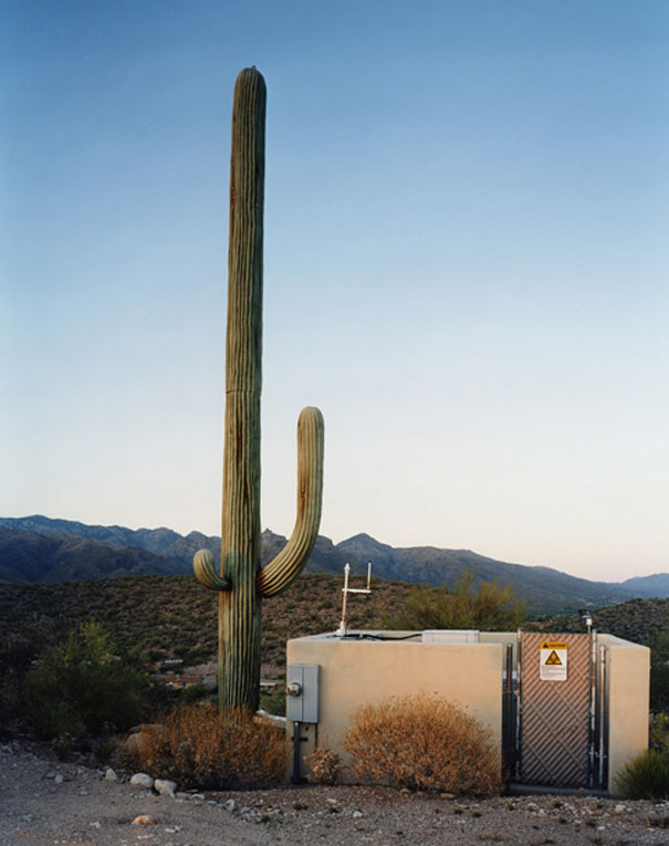 Cell Phone Towers Disguised as Trees