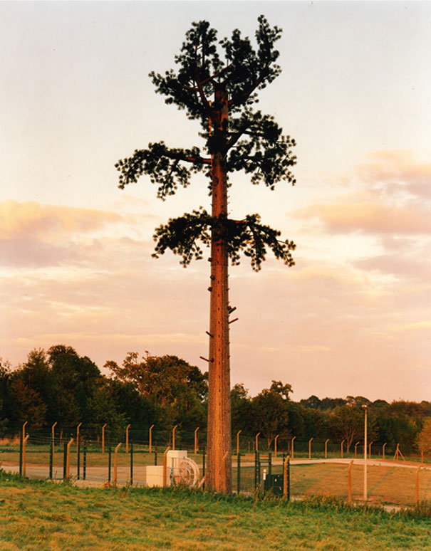 Cell Phone Towers Disguised as Trees