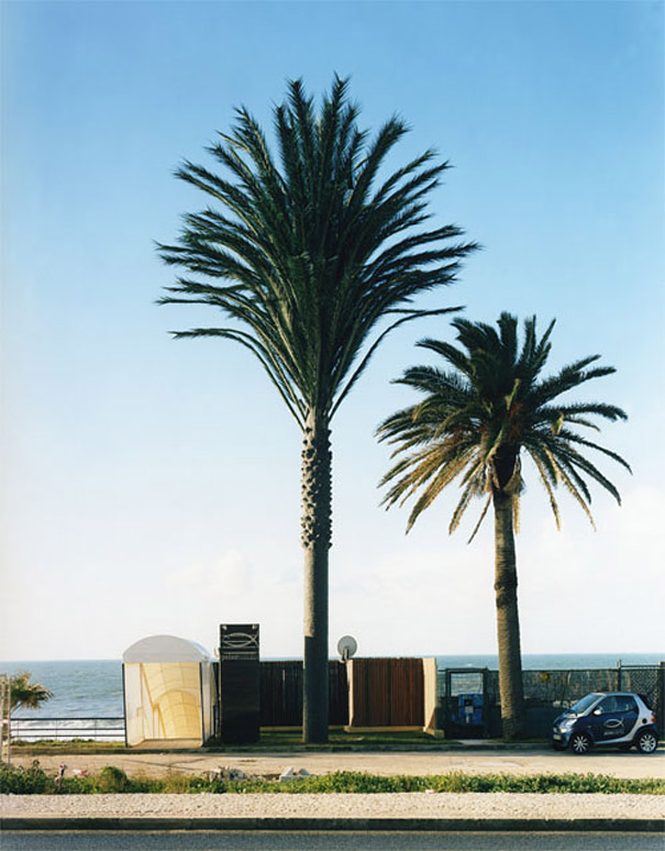 Cell Phone Towers Disguised as Trees