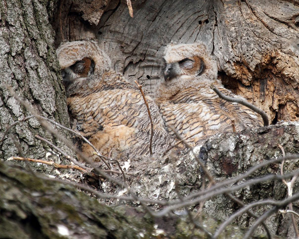 20 Amazing Examples of Owl Camouflage 20 Amazing Examples of Owl Camouflage