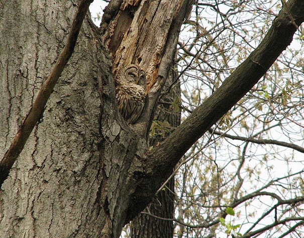 20 Amazing Examples of Owl Camouflage 20 Amazing Examples of Owl Camouflage