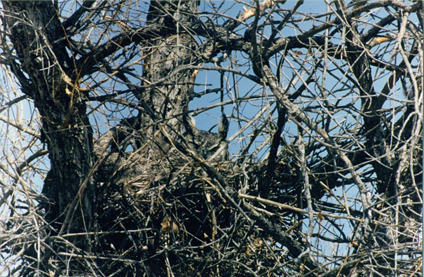 20 Amazing Examples of Owl Camouflage 20 Amazing Examples of Owl Camouflage