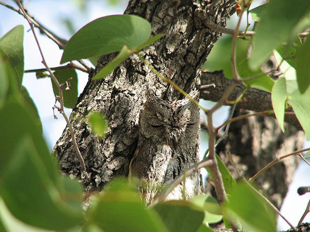 20 Amazing Examples of Owl Camouflage 20 Amazing Examples of Owl Camouflage
