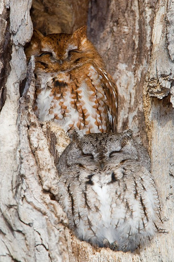 20 Amazing Examples of Owl Camouflage