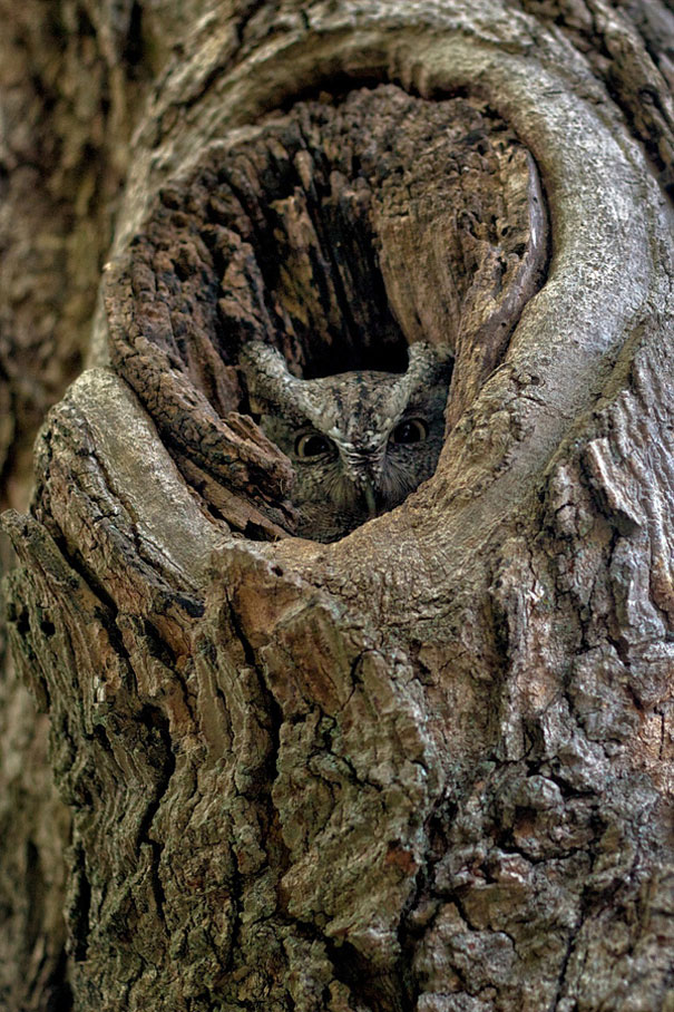20 Amazing Examples of Owl Camouflage 20 Amazing Examples of Owl Camouflage