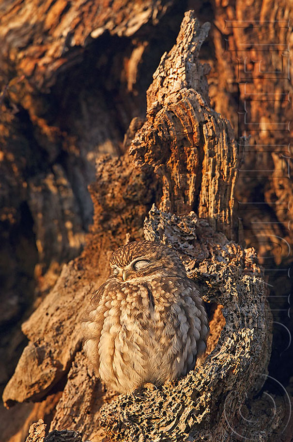 20 Amazing Examples of Owl Camouflage