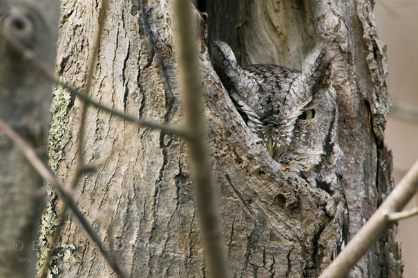 20 Amazing Examples of Owl Camouflage 20 Amazing Examples of Owl Camouflage