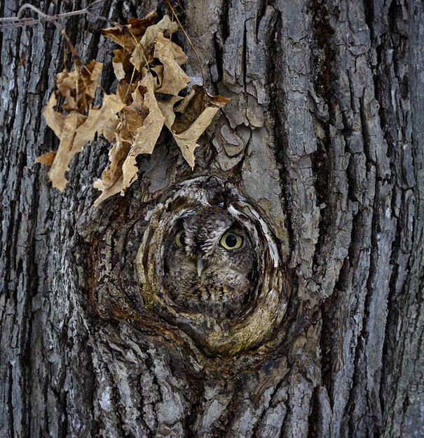 20 Amazing Examples of Owl Camouflage 20 Amazing Examples of Owl Camouflage