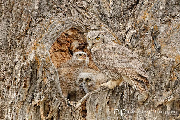 20 Amazing Examples of Owl Camouflage