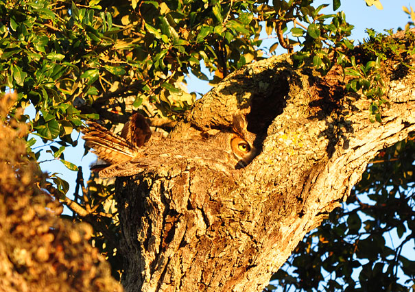 20 Amazing Examples of Owl Camouflage