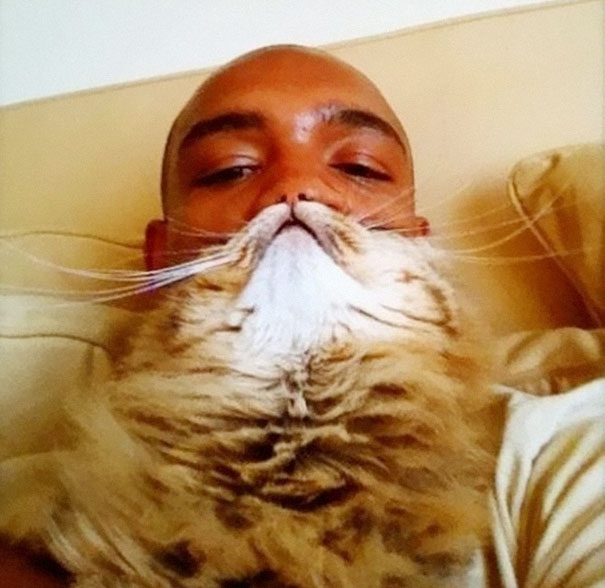‘Cat Beard’ Craze Takes Internet By Storm ‘Cat Beard’ Craze Takes Internet By Storm