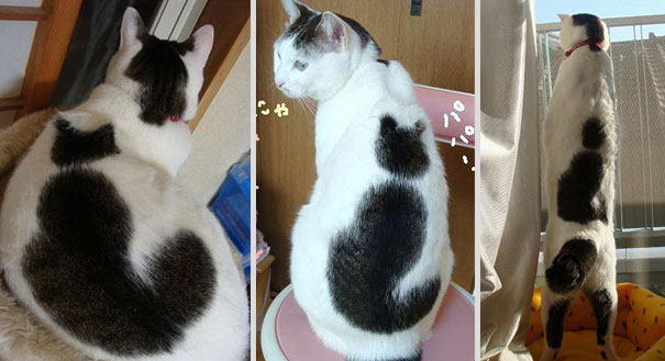 10 Cats That Got Famous For Their Awesome Fur Markings 10 Cats That Got Famous For Their Awesome Fur Markings