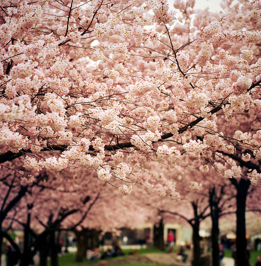 The Most Beautiful Cherry Blossoms Around the World
