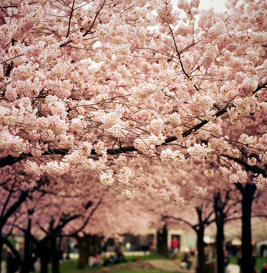 Cherry blossum onlyfans